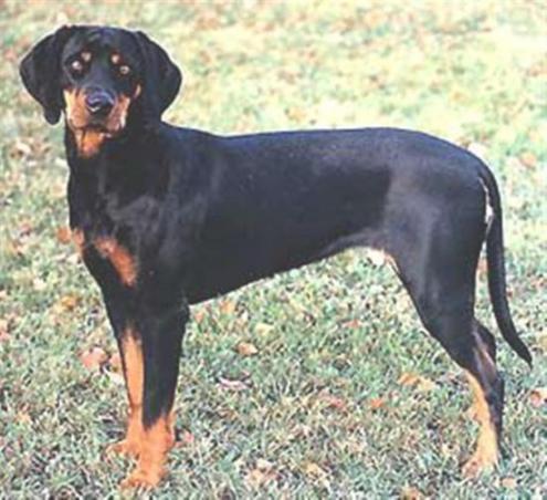 Austrian Black and Tan Hound, hundeaser, austrian, black, and, tan, hound