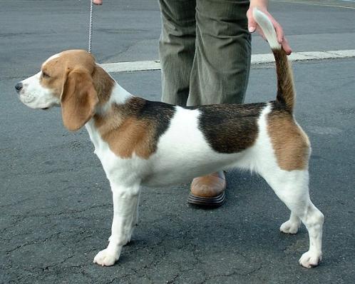 Beagle, rasehunder, beagle