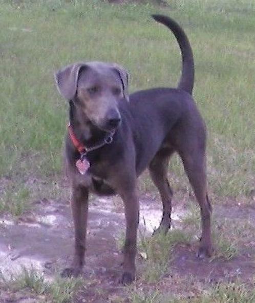 Blue Lacy, hundeaser, blue, lacy