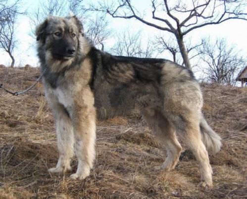 Carpathian Sheepdog, rasehunder, carpathian, sheepdog
