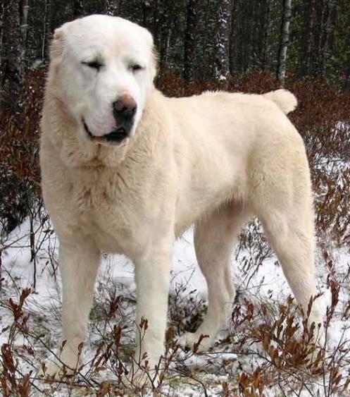 Central Asia Shepherd Dog, hunder, central, asia, shepherd, dog