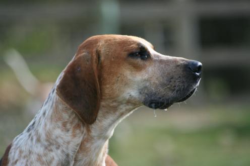 Engelsk Foxhound, hunder, hunderaser, engelsk, foxhound