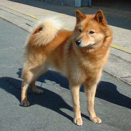 Finsk spisshund, rasehunder, hundeaser, finsk, spisshund