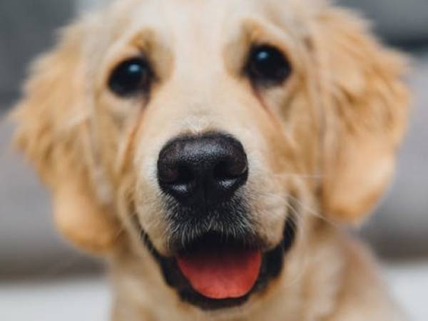 Hunder kan lese ditt ansiktsuttrykk, hunder, kan, lese, ditt, ansiktsuttrykk
