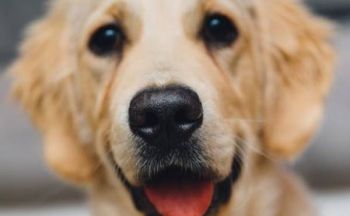 Hunder kan lese ditt ansiktsuttrykk