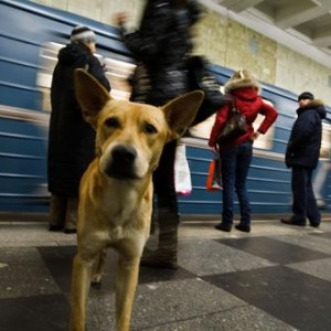 Hunder på toget, og reise med hund, hunder, på, toget