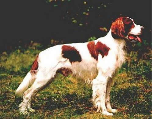 Irsk rød-hvit setter, hunderaser, hunder, irsk, rød-hvit, setter