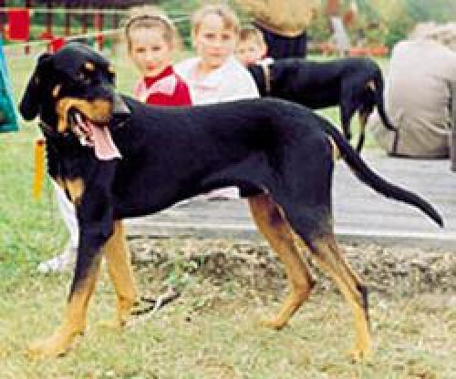 Lithuiansk hund, hunderaser, rasehunder, lithuiansk, hund