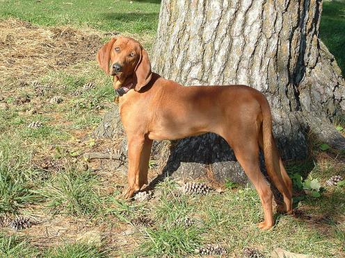 Redbone Coonhound, rasehunder, hundeaser, redbone, coonhound