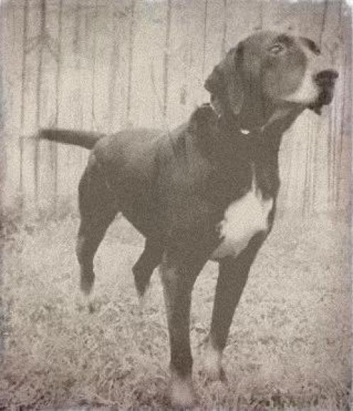 Stephens Stock Mountain Cur, hunder, stephens, stock, mountain, cur