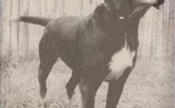 Stephens Stock Mountain Cur