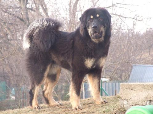 Tibetansk mastiff, hunderaser, hunder, tibetansk, mastiff