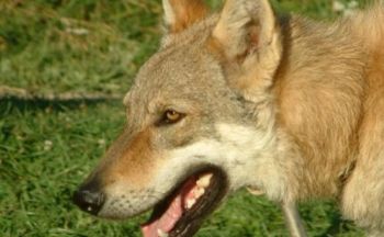 Tsjekkoslovakisk ulvehund