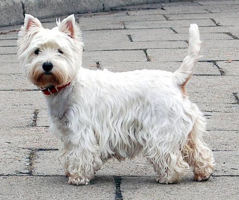 West Highland White Terrier, hunderaser, rasehunder, west, highland, white, terrier